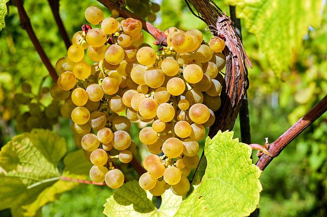 Quelle différence entre viticulteur et vigneron ?